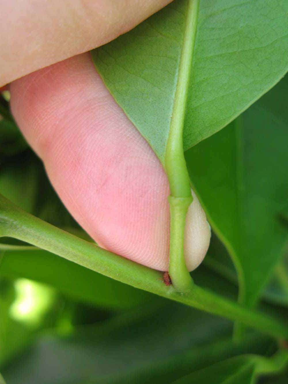            Petiole (Winter Haven, FL)   